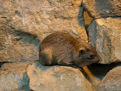 The Bible clearly says rock badgers are not to be eaten